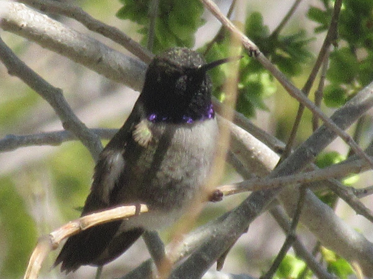 Black-chinned Hummingbird - Stacie Grannum