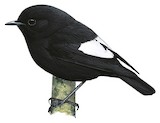 White-winged Robin Illustration