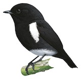 White-rumped Robin Illustration