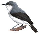 Mangrove Robin Illustration