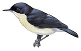 Violet-backed Hyliota Illustration