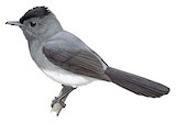 White-bellied Crested Flycatcher Illustration