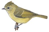 Yellow-browed Tit Illustration