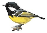 Yellow-bellied Tit Illustration