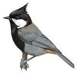 Rufous-naped Tit Illustration