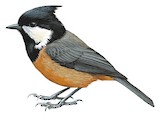 Rufous-vented Tit Illustration