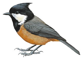 Rufous-vented Tit - Periparus rubidiventris - Birds of the World