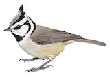 Bridled Titmouse Illustration