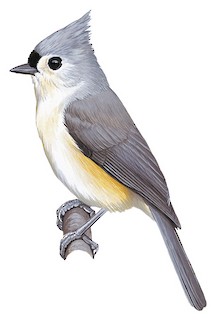 Tufted Titmouse Baeolophus Bicolor Birds Of The World