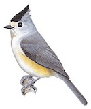 Black-crested Titmouse Illustration