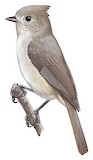 Juniper Titmouse Illustration