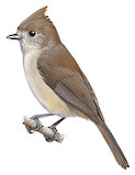 Oak Titmouse Illustration