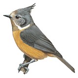 Grey-crested Tit Illustration