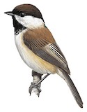 Caspian Tit Illustration