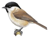 Marsh Tit Illustration