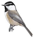 Mountain Chickadee Illustration