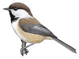 Grey-headed Chickadee Illustration