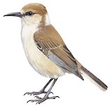 Ground Tit Illustration