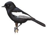 White-winged Black Tit Illustration