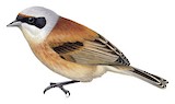 Eurasian Penduline Tit Illustration