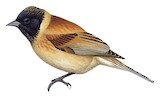 Black-headed Penduline Tit Illustration