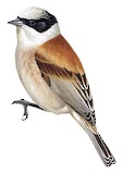 White-crowned Penduline Tit Illustration