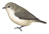 Mouse-colored Penduline Tit Illustration