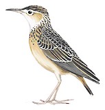 Spike-heeled Lark Illustration