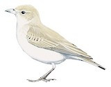 Gray's Lark Illustration