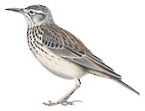 Cape Long-billed Lark Illustration