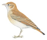 Bar-tailed Lark Illustration