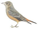 Rufous-tailed Lark Illustration