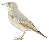 Desert Lark Illustration