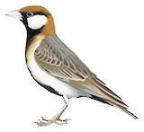 Fischer's Sparrow-Lark Illustration