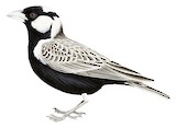 Grey-backed Sparrow-Lark Illustration