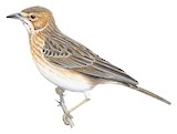 Pink-breasted Lark Illustration