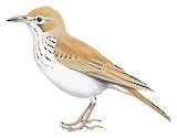 Barlow's Lark Illustration