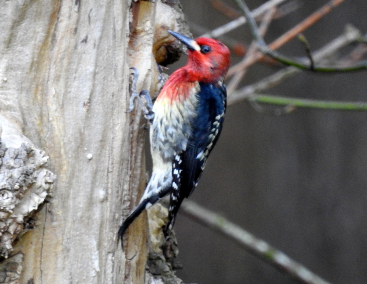 Red-breasted Sapsucker - Andy Frank