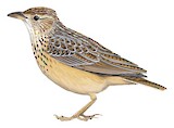 Cape Clapper Lark Illustration