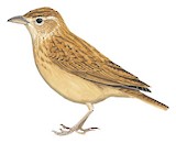 Eastern Clapper Lark Illustration