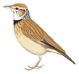 Collared Lark Illustration