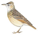 Rufous-naped Lark Illustration