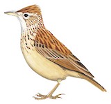 Sharpe's Lark Illustration