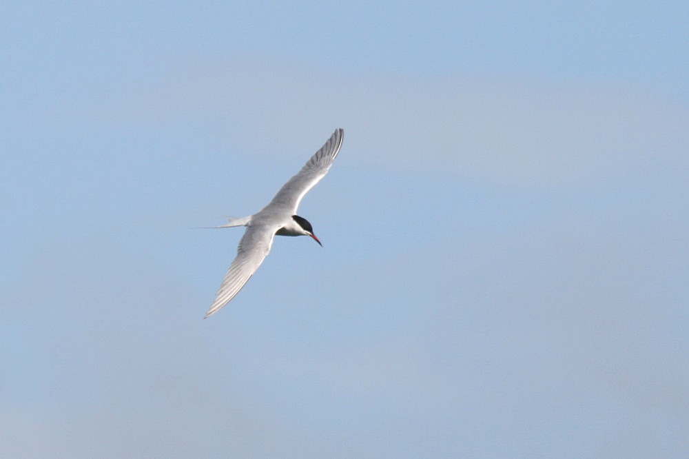 Common Tern - ML153485191