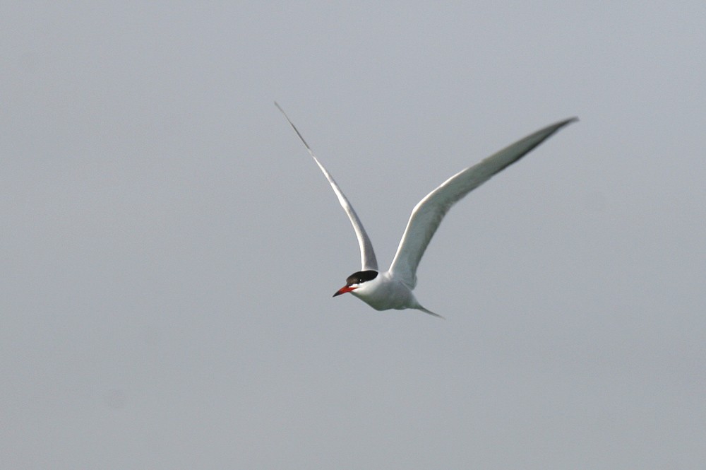 Common Tern - ML153485201