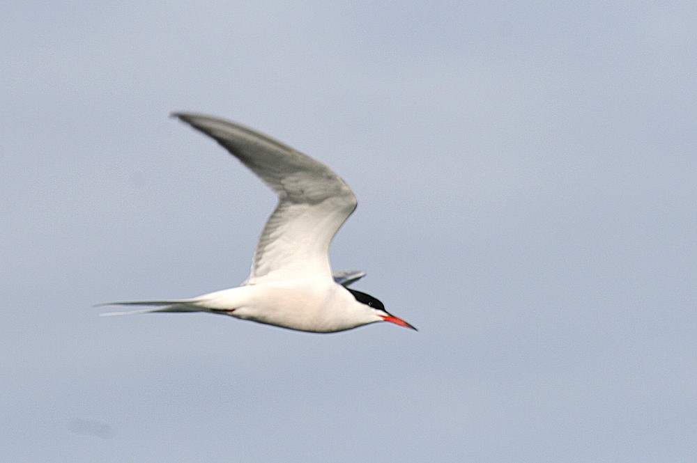 Common Tern - Gonçalo Elias