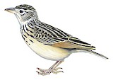 White-tailed Lark Illustration