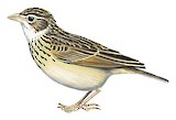 Melodious Lark Illustration