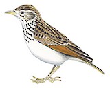 Indian Bush Lark Illustration