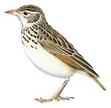 Jerdon's Bush Lark Illustration